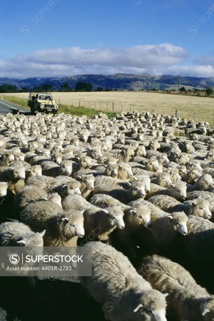 Vehicle behind herd of sheep on road