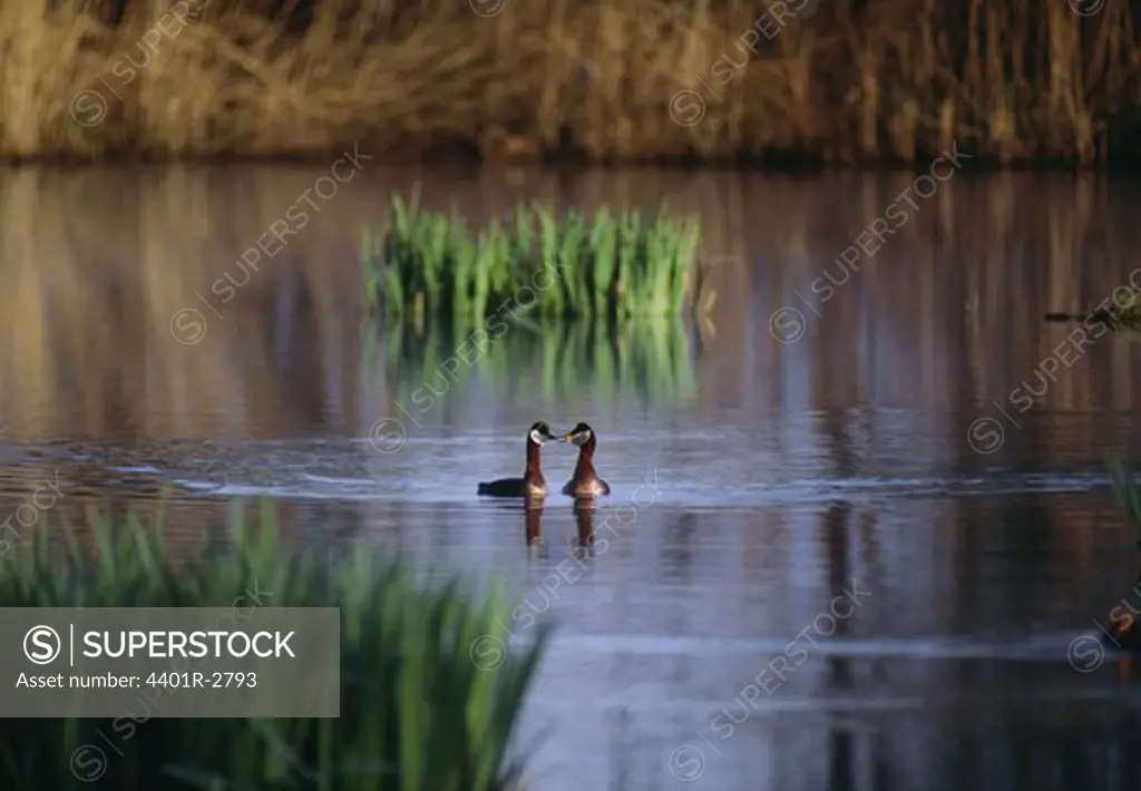 Birds swimming in water