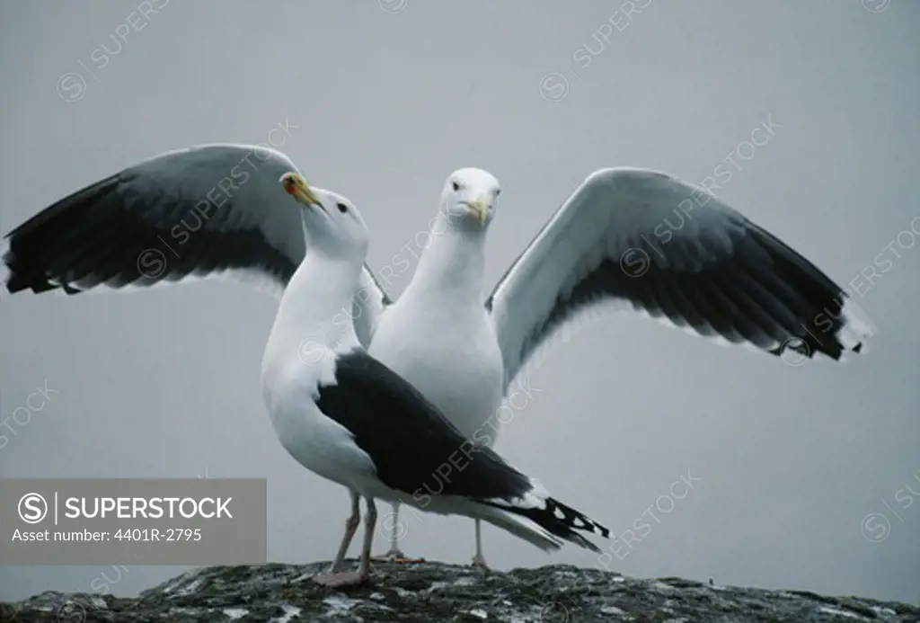 Birds perched on rock