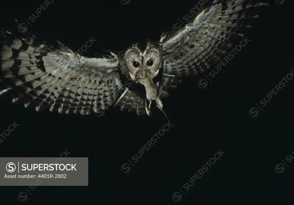 Owl flying with rat in beak