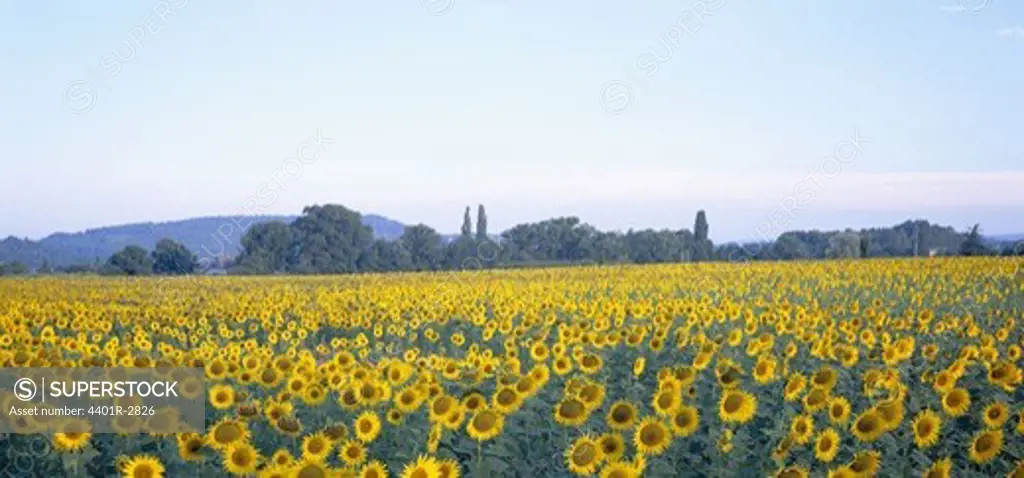 Sunflowers on a field, France.