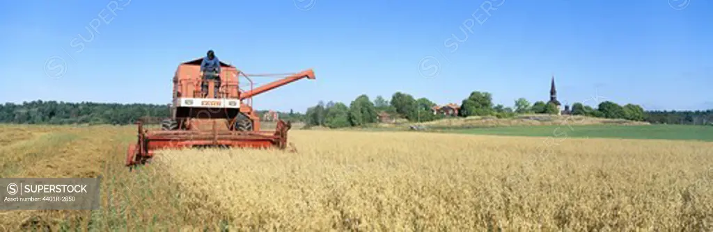A field of oats.
