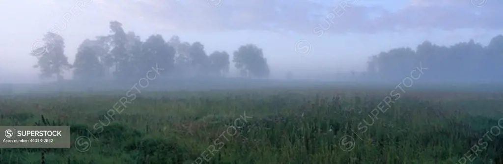 Mist over a field