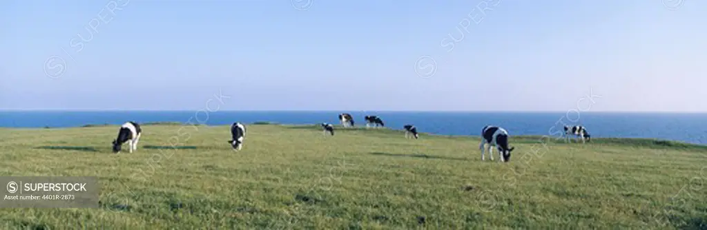 Cows grazing on grassland with sea in background