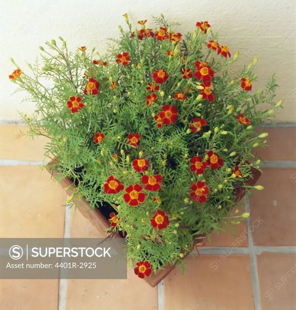 Flower pot with red flowers elevated view