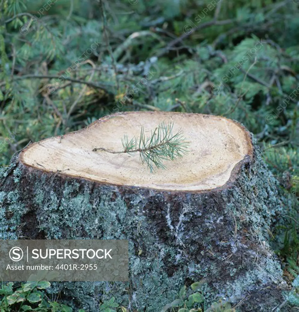 Chopped tree trunk, close-up