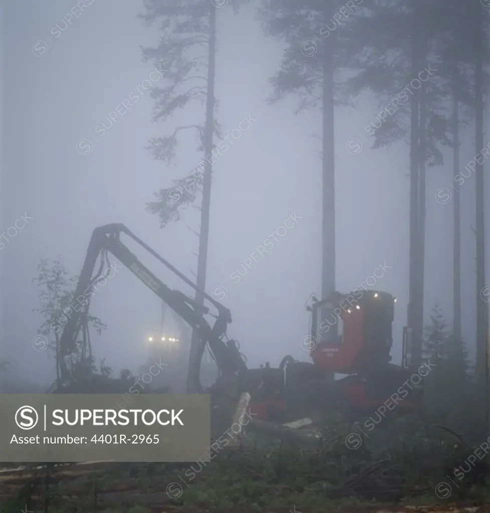 Crane in foggy forest