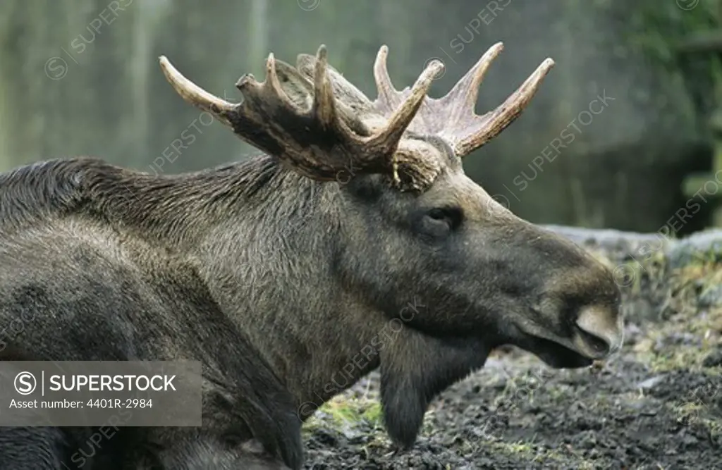 Elk, close-up