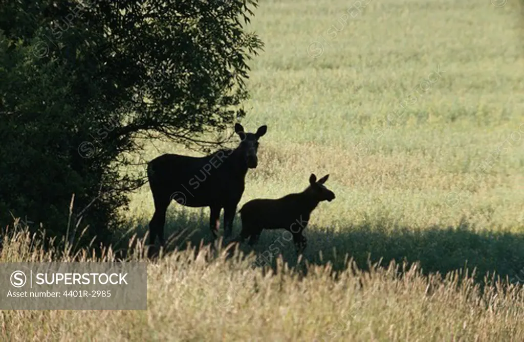 Silhouette of elks on grassland