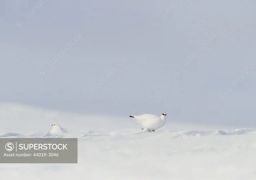 Birds in snow