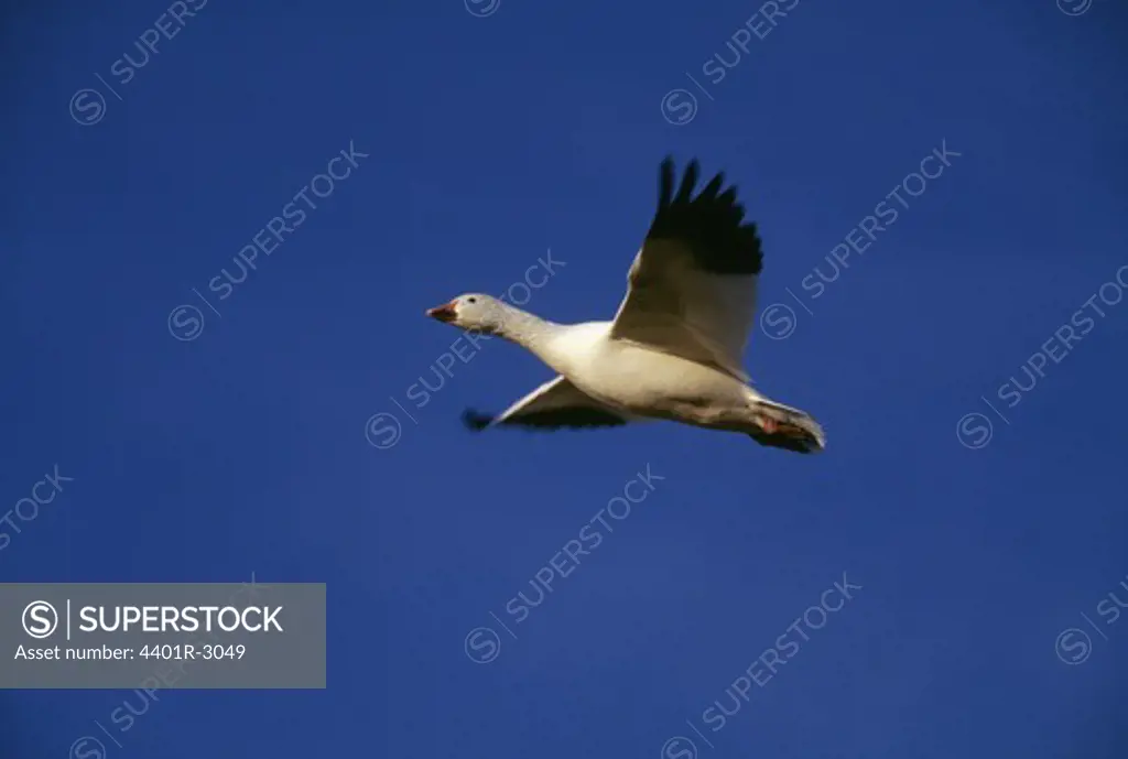 Bird flying in sky, low angle view