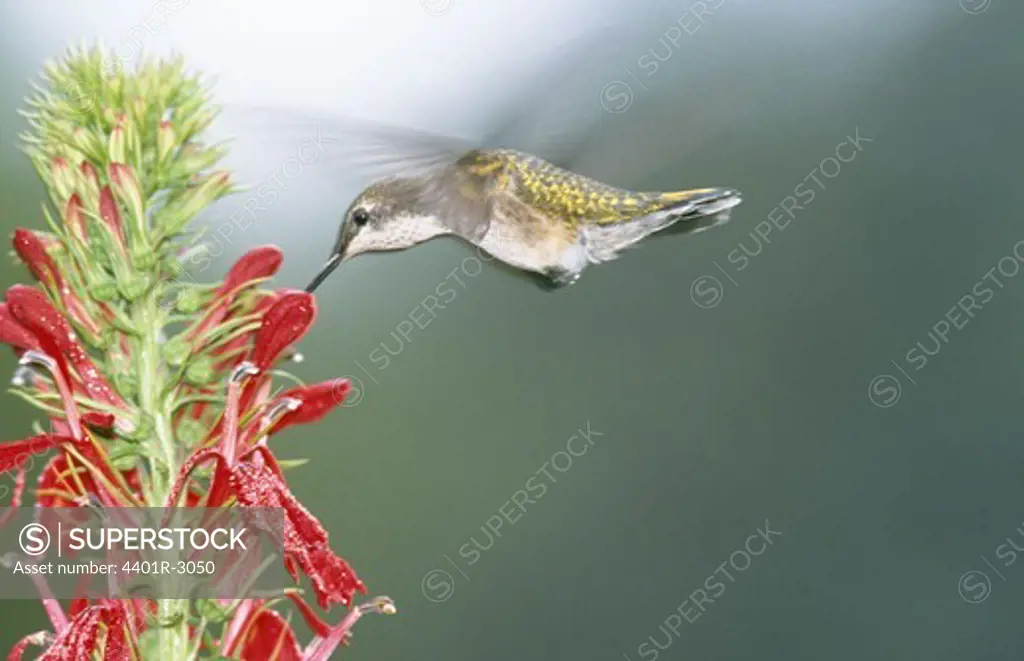 Humming bird feeding on nectar