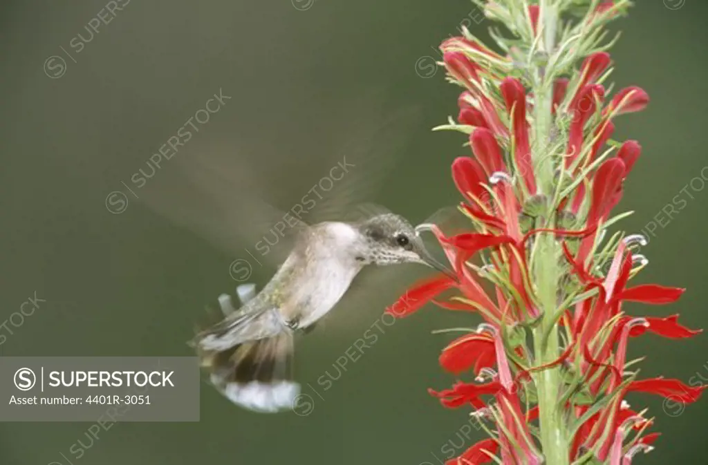 Humming bird feeding on nectar