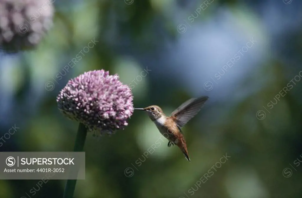 Humming bird feeding on nectar, side view