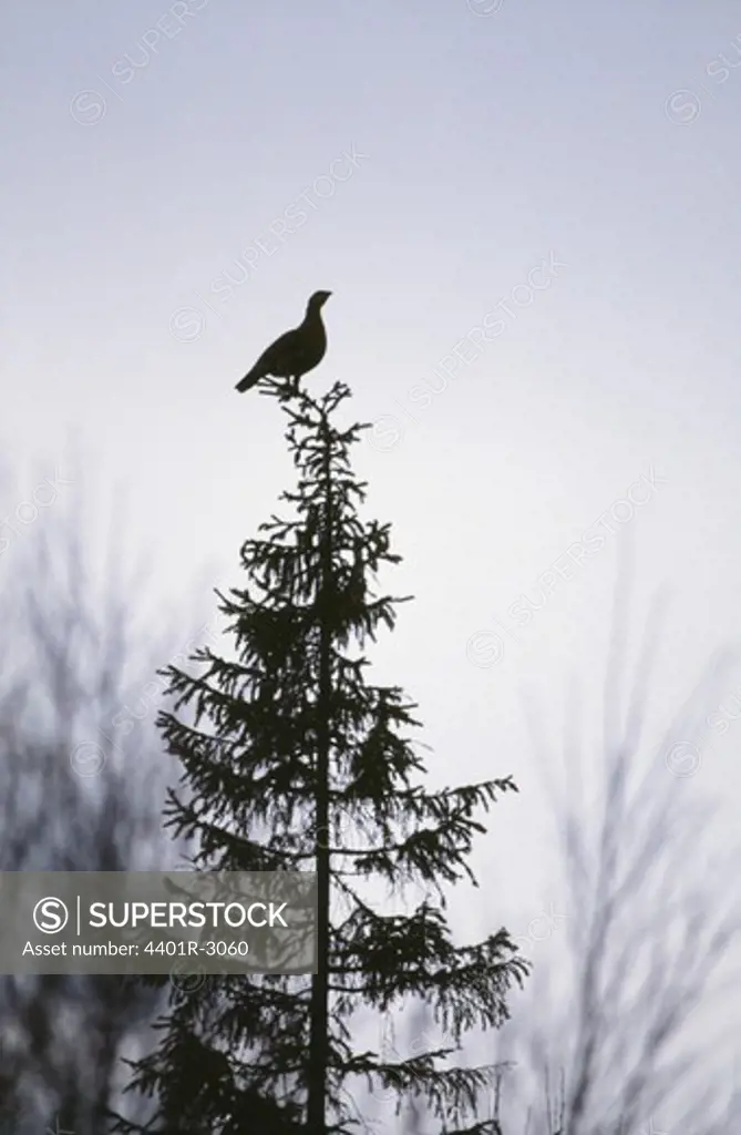 Silhouette of bird perched on treetop