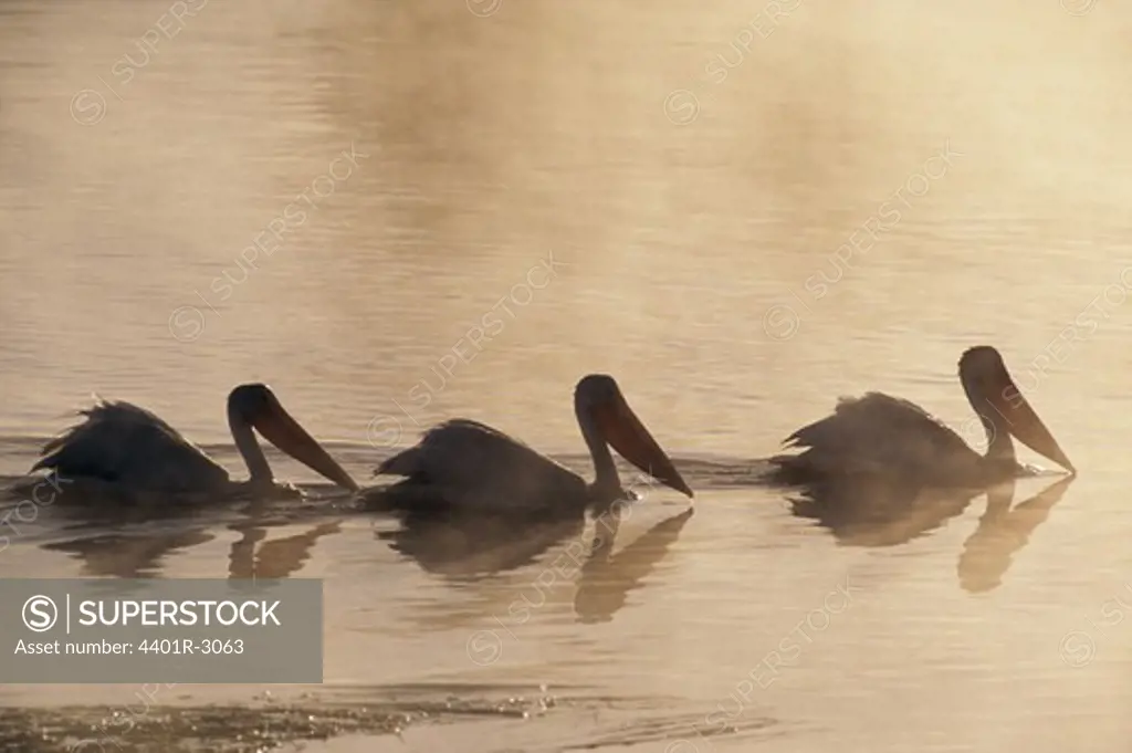 Pelicans swimming in pond