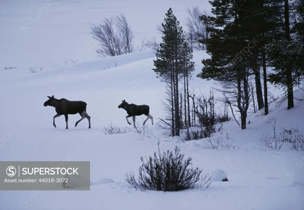 Elk running on snow-covered land
