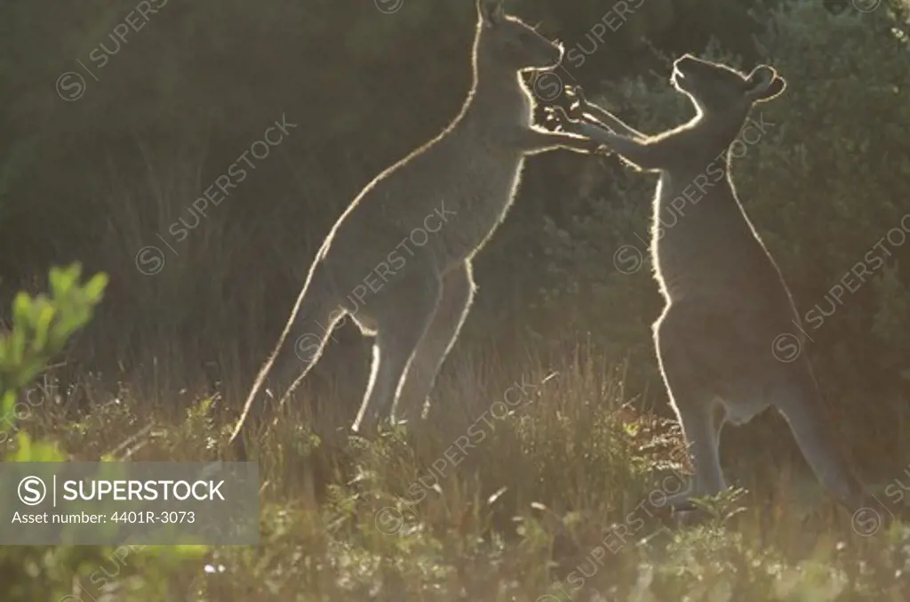Kangaroo on grassland