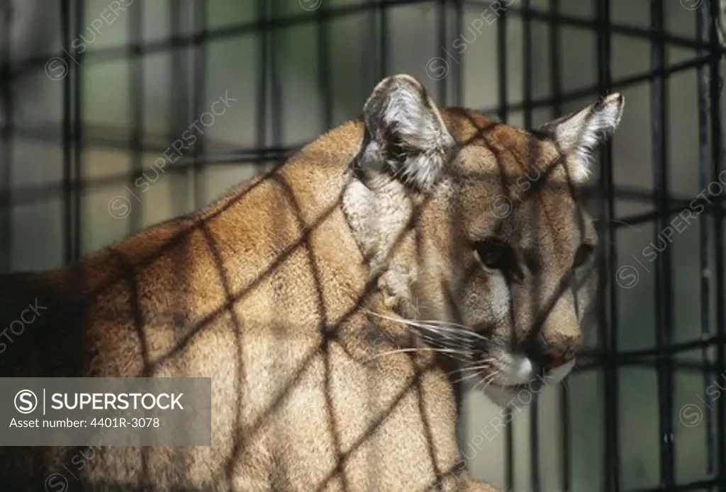 Wild cat in cage, close-up