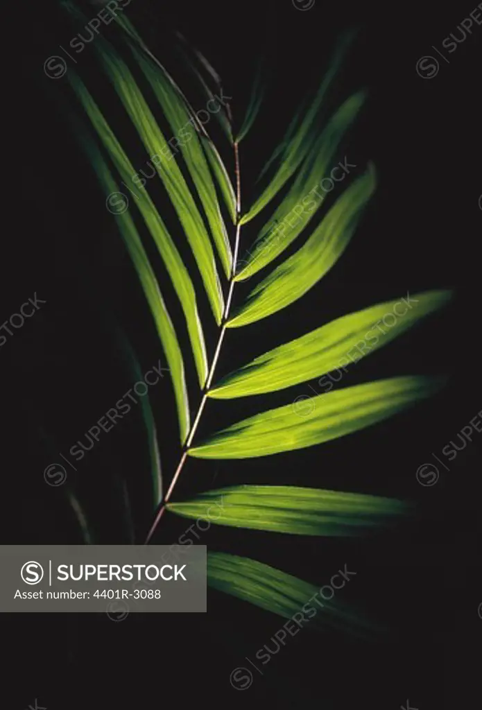 Green leaf, close-up
