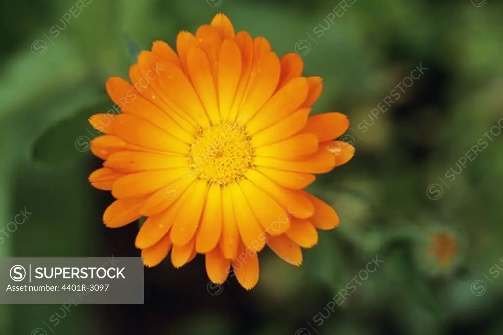 Orange daisy, close-up