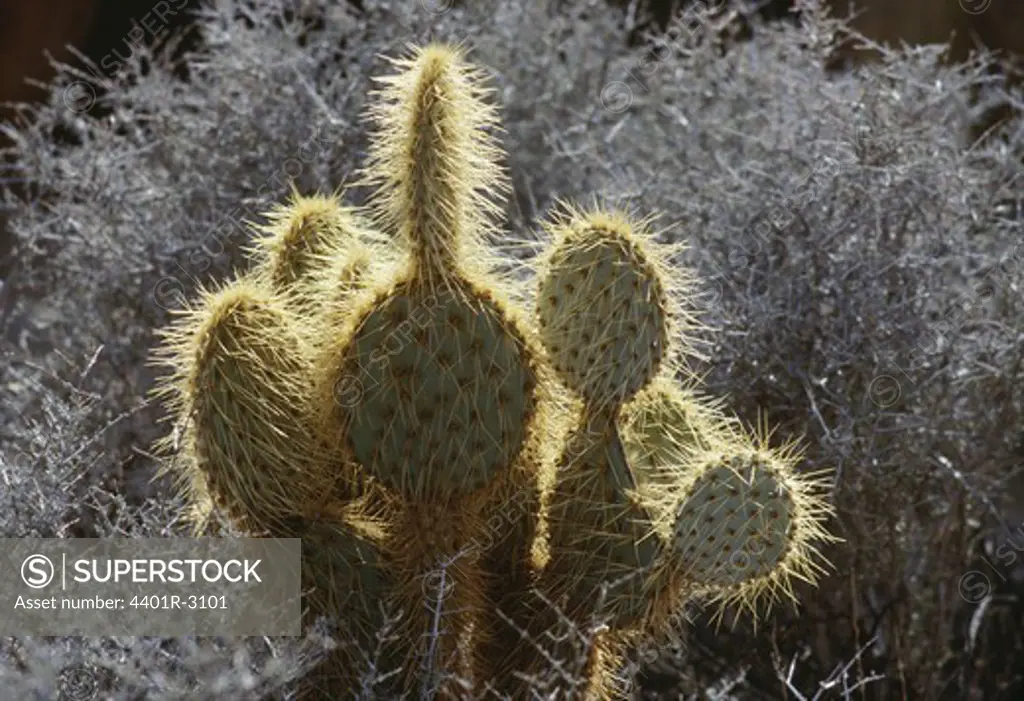 Cactus with thorn, close-up