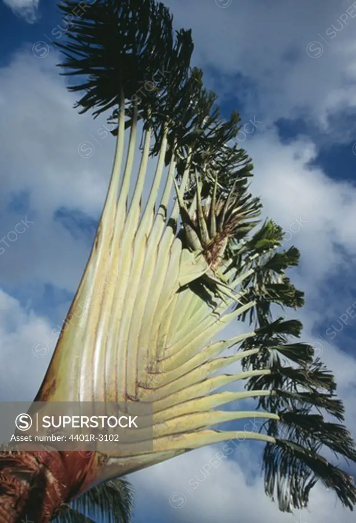 Palm tree, low angle view