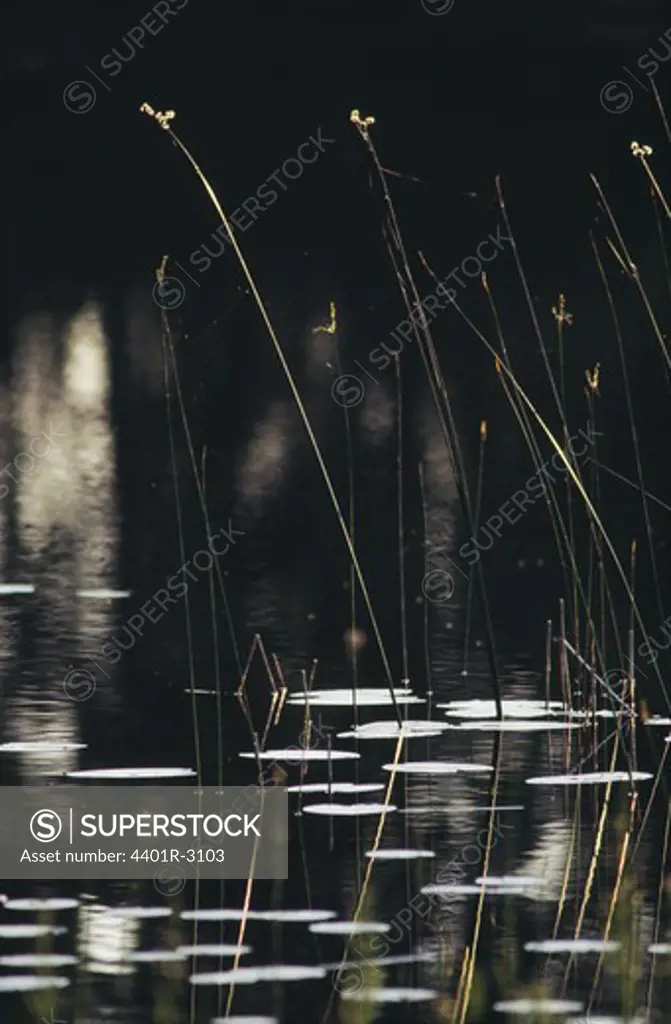Stalks in lake