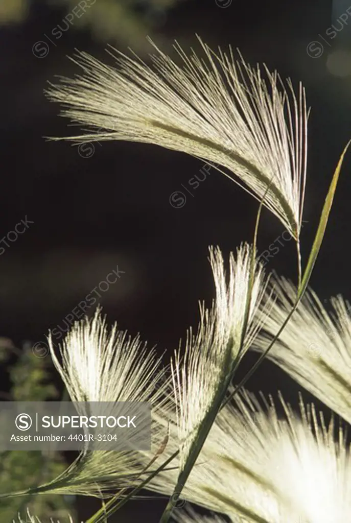 Plant, close-up