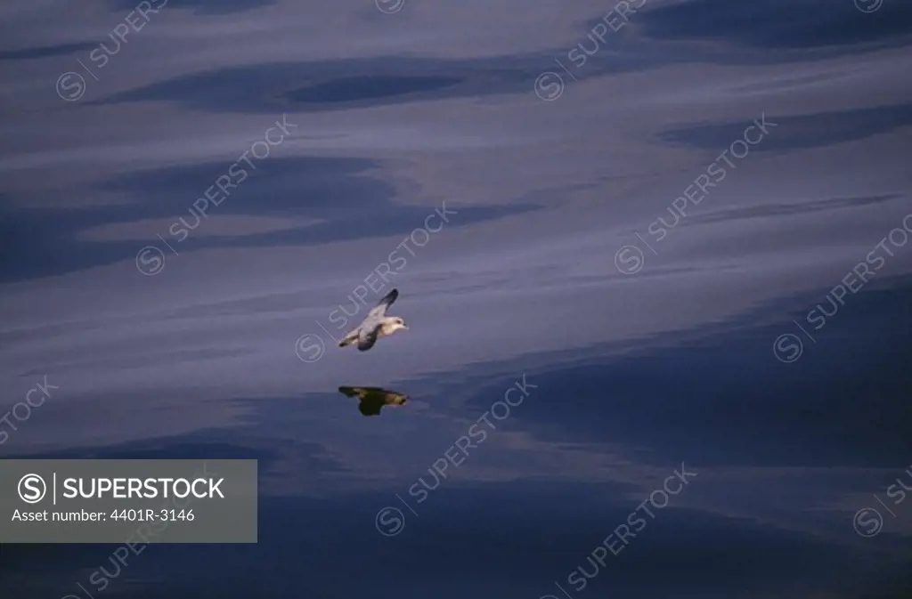 Bird flying over lake, elevated view