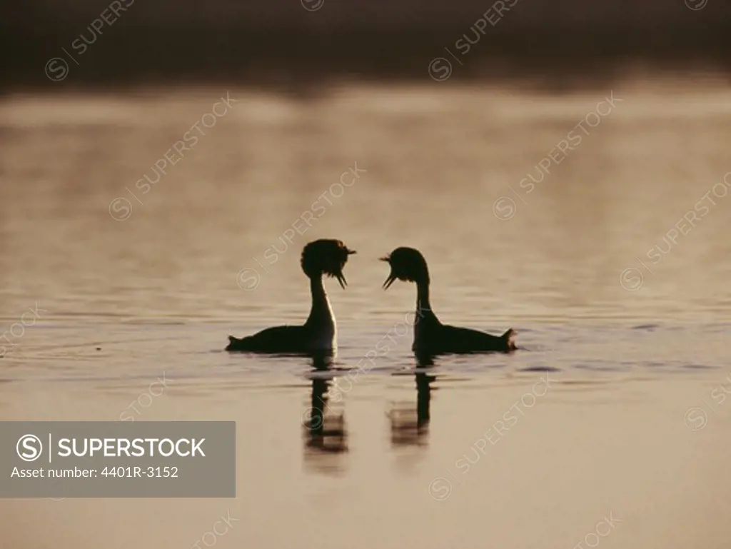 Two birds in water