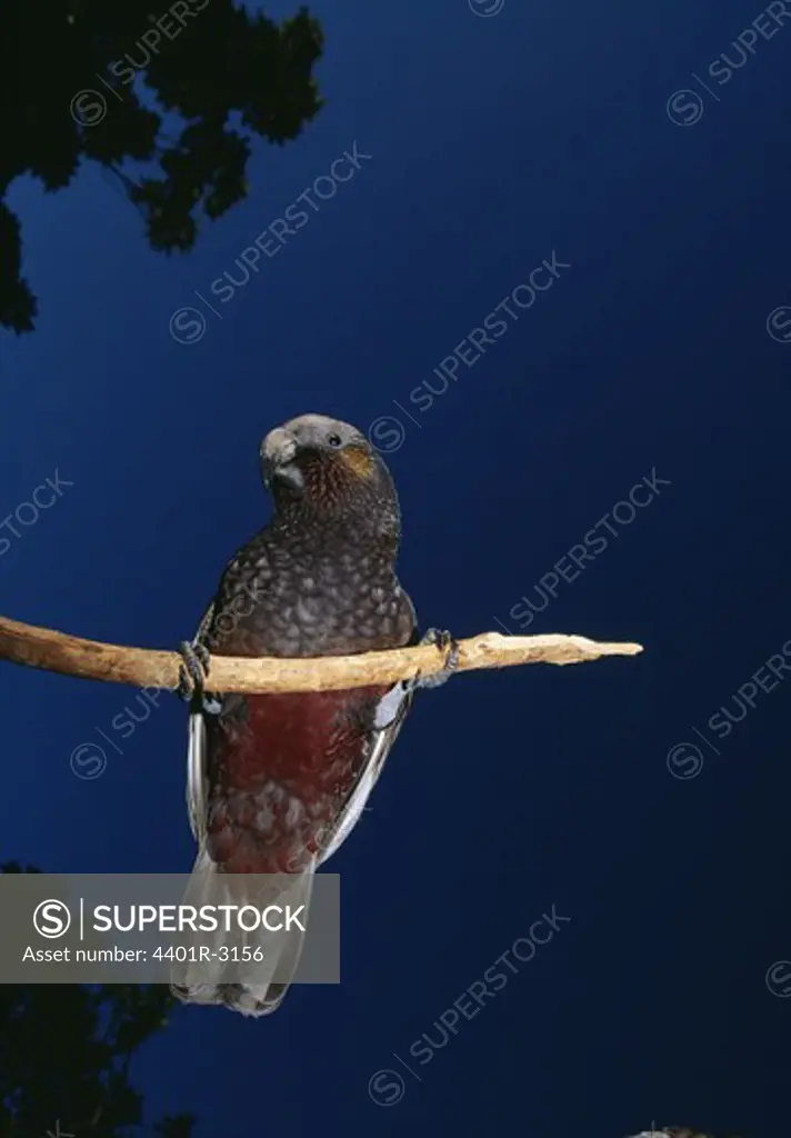 Bird perched on stick