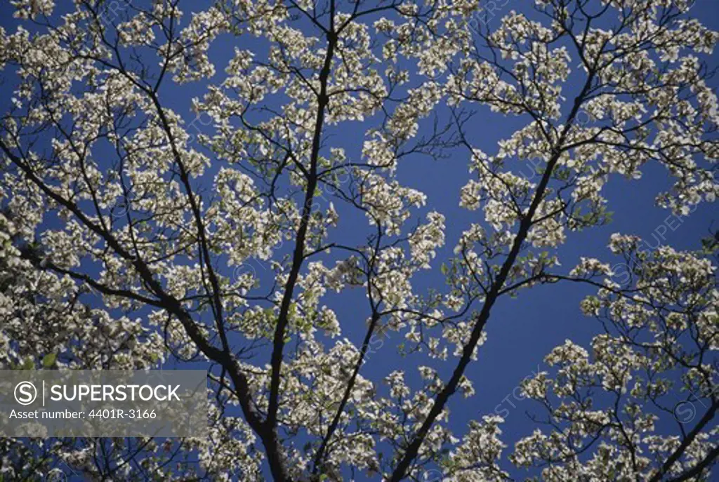 Flowering tree under clear sky