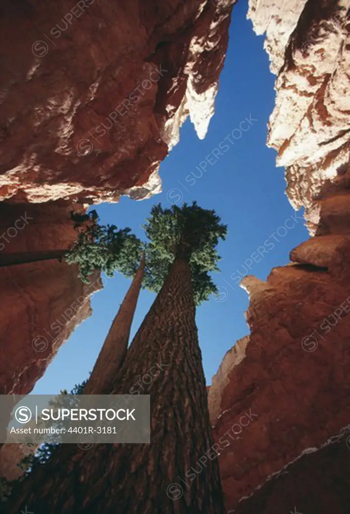 Trees amid rocks, low angle view