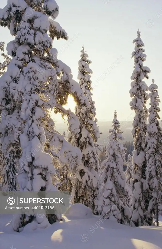Snow-covered trees, close-up