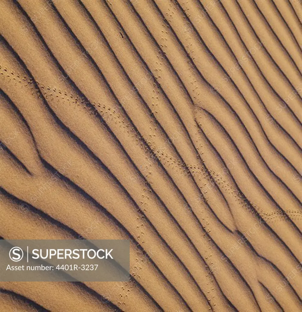 Animal footprints on ripples in desert, elevated view