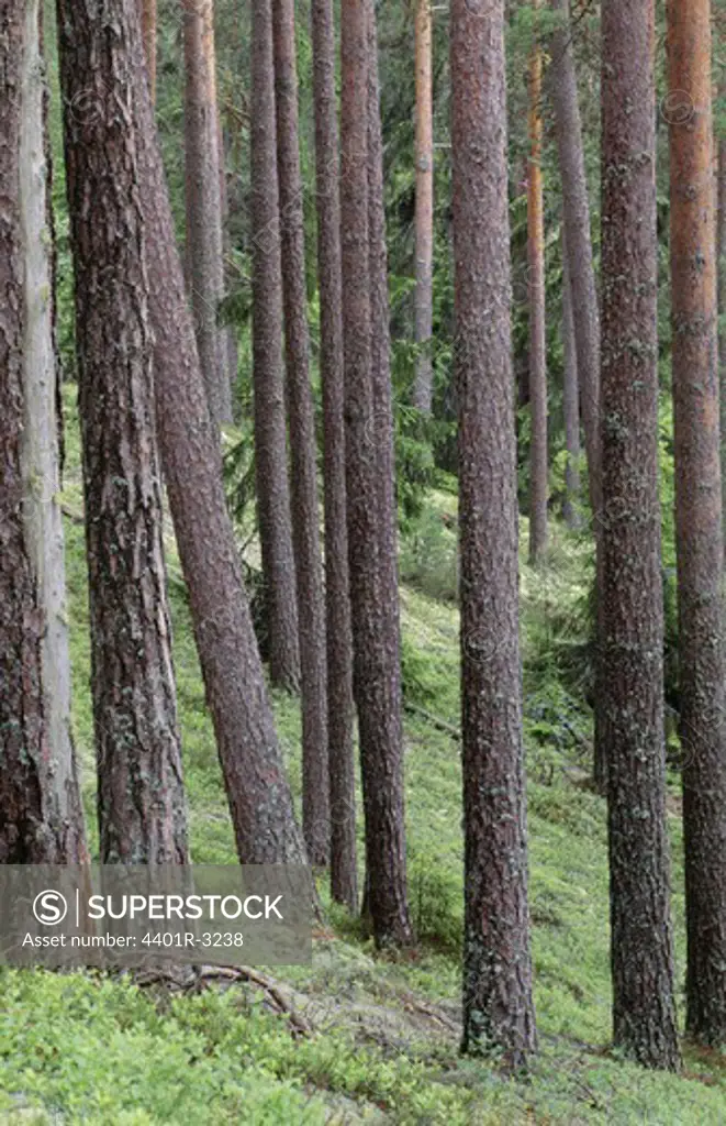 Tree trunks in forest