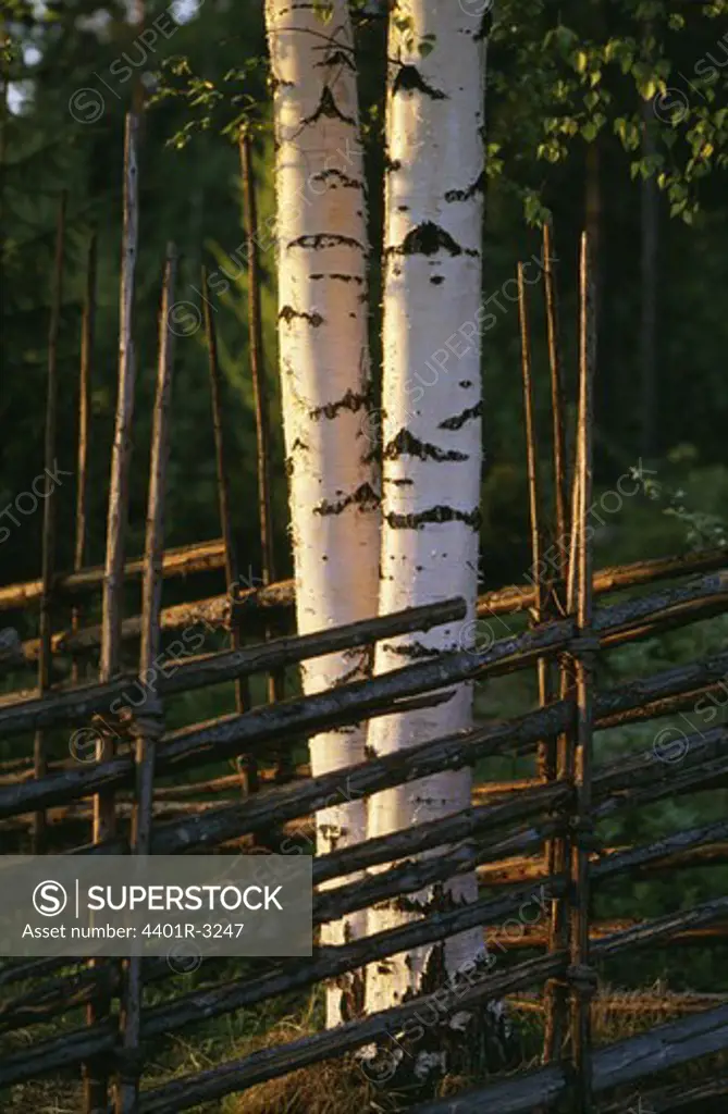Trees amid wooden railings