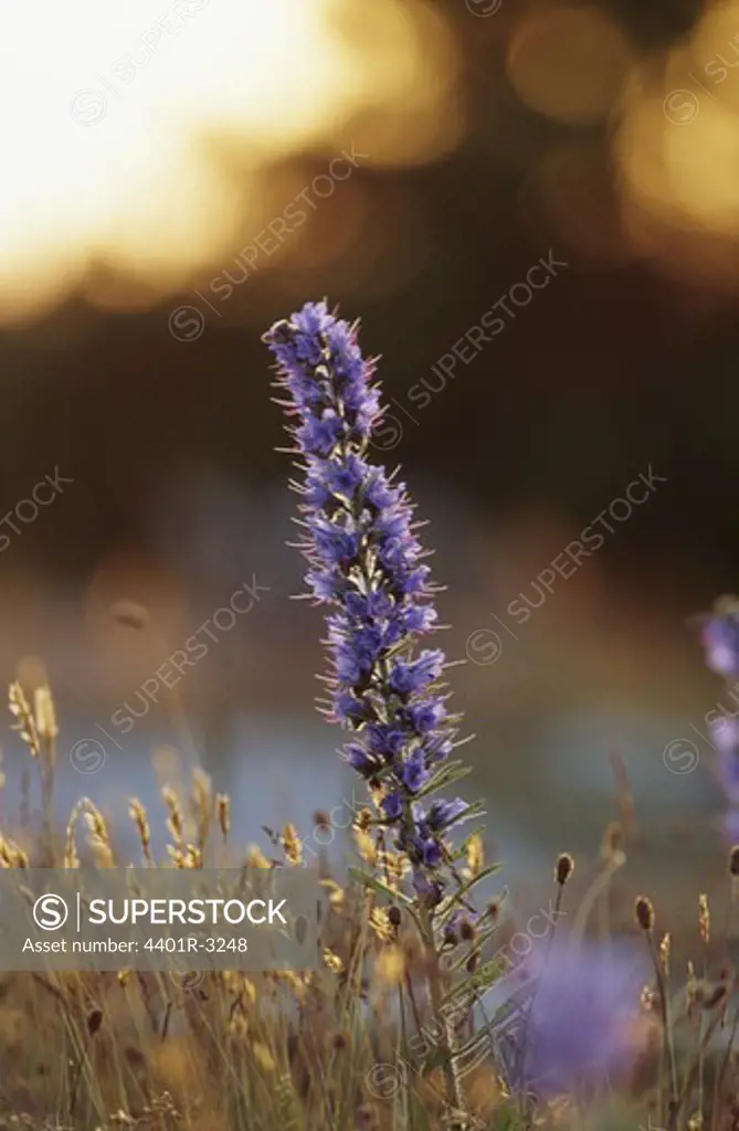 Purple flowers, close-up