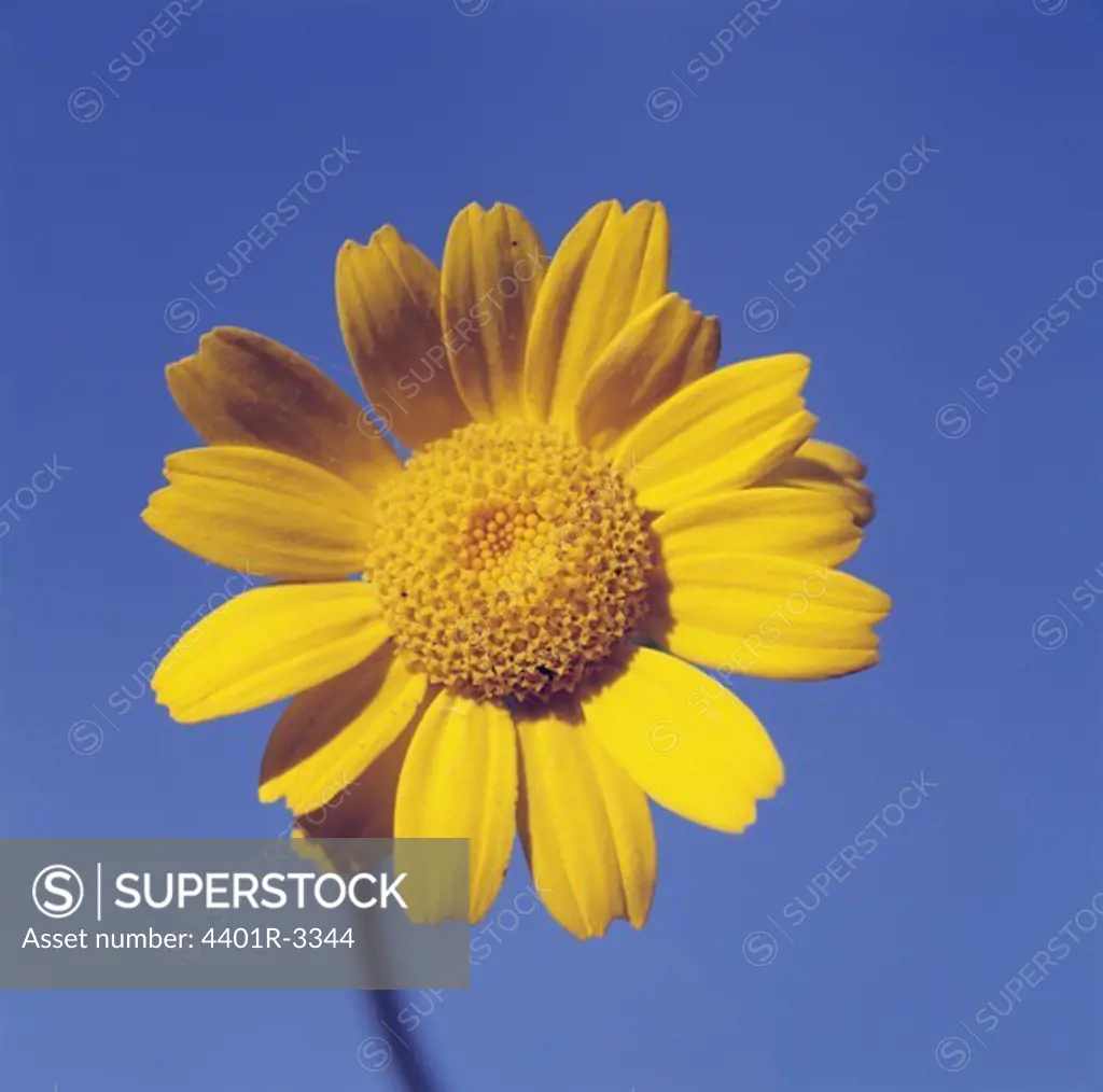 Yellow flower against blue sky, close-up