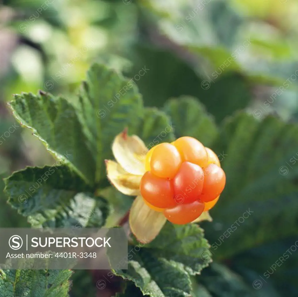 Plant with berry