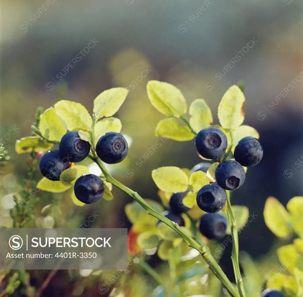 Fruit on plant