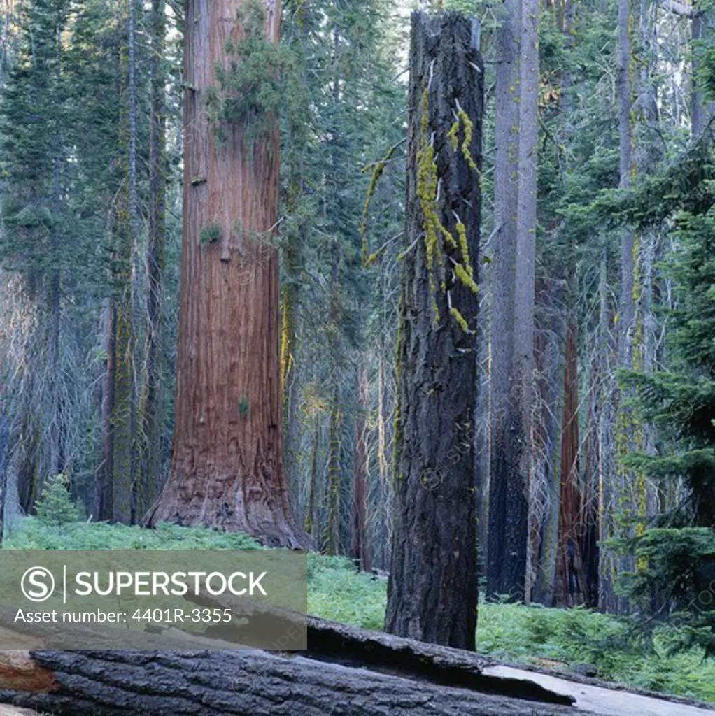 Forest of Giant Sequoias.