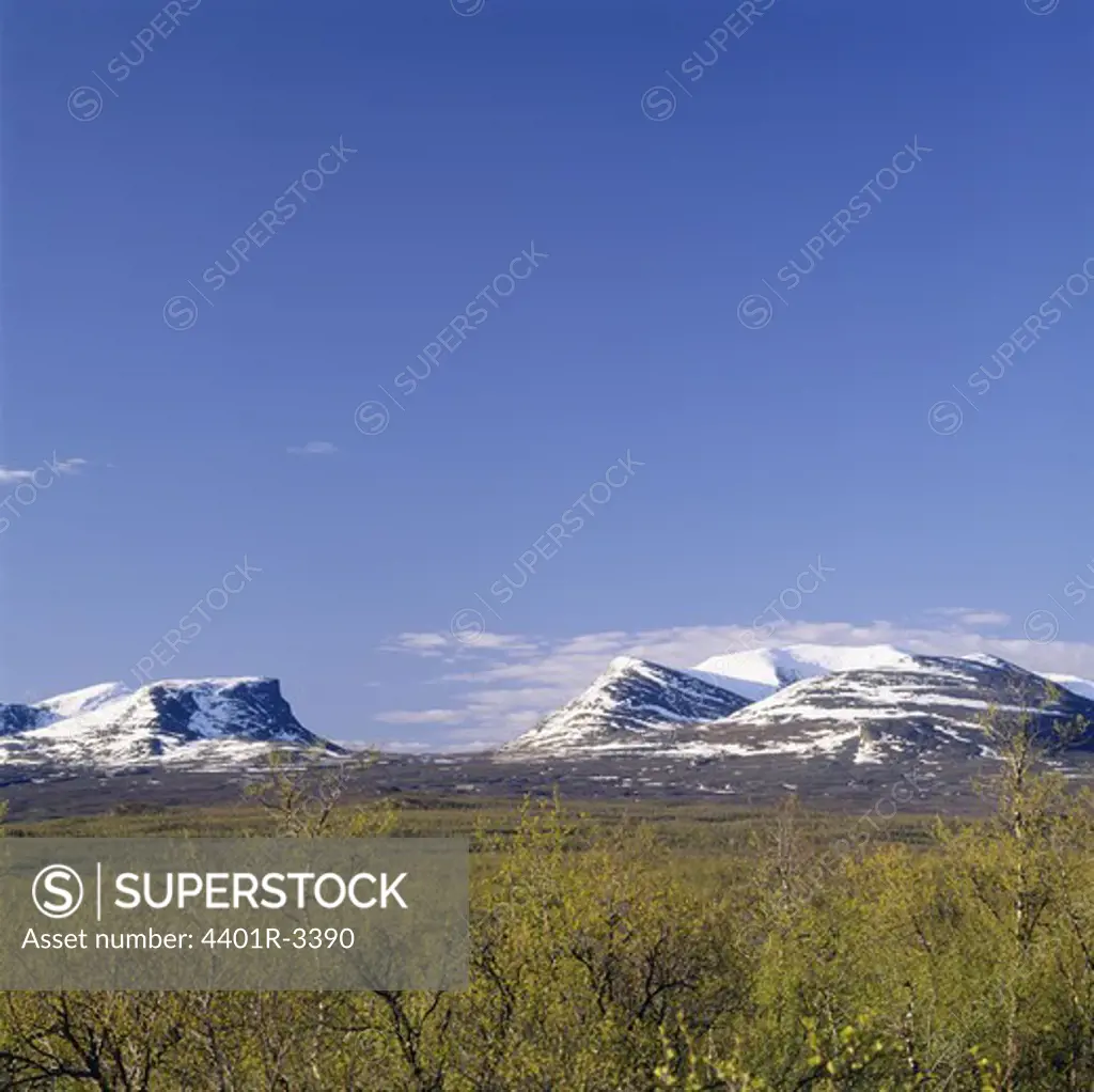 Trees with snow-covered mountains in background