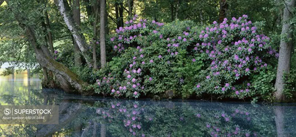 Rhododendron shrub at pond.