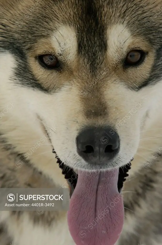 Sled dog, Alaska husky, The Silent Way