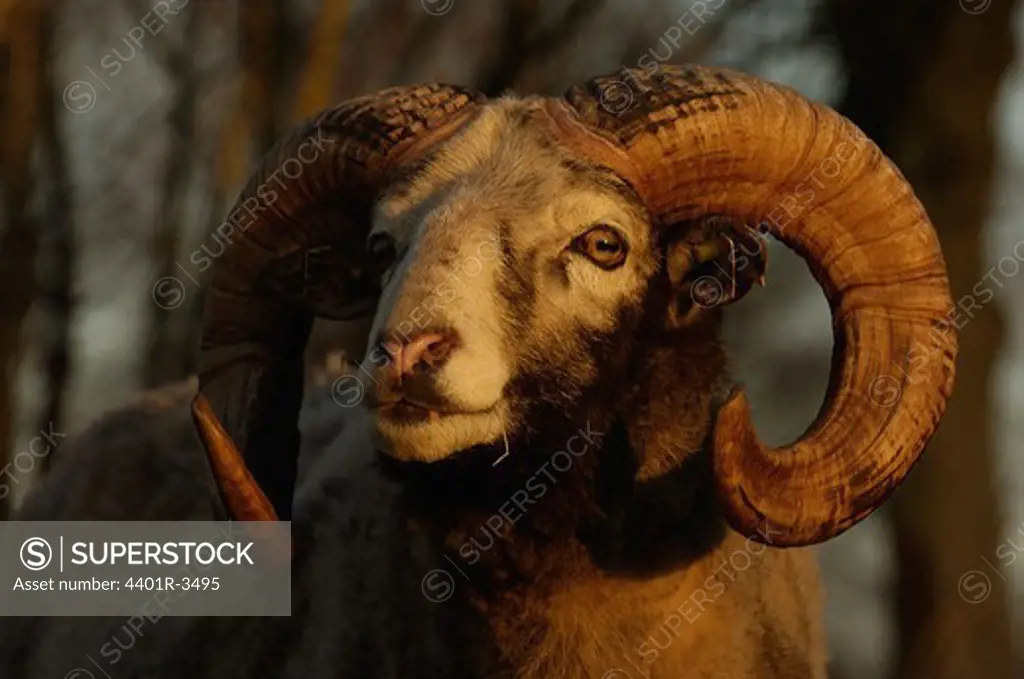 Ram of unique Gotland sheep race Gutefar