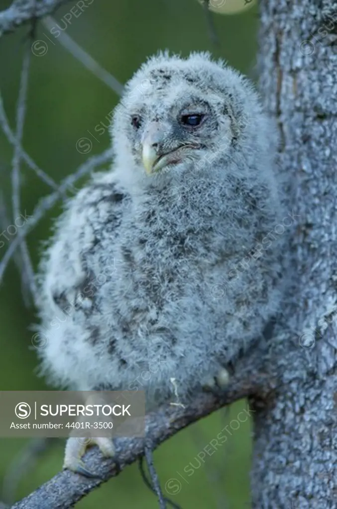 Ural owl chick, just ringed by scientists,