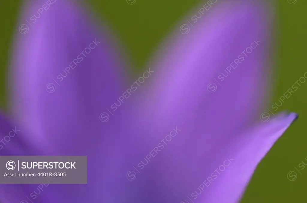 Spreading bellflower close-up