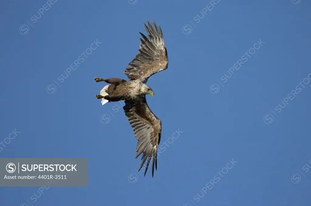 Sea eagle plunging for a fish in flight